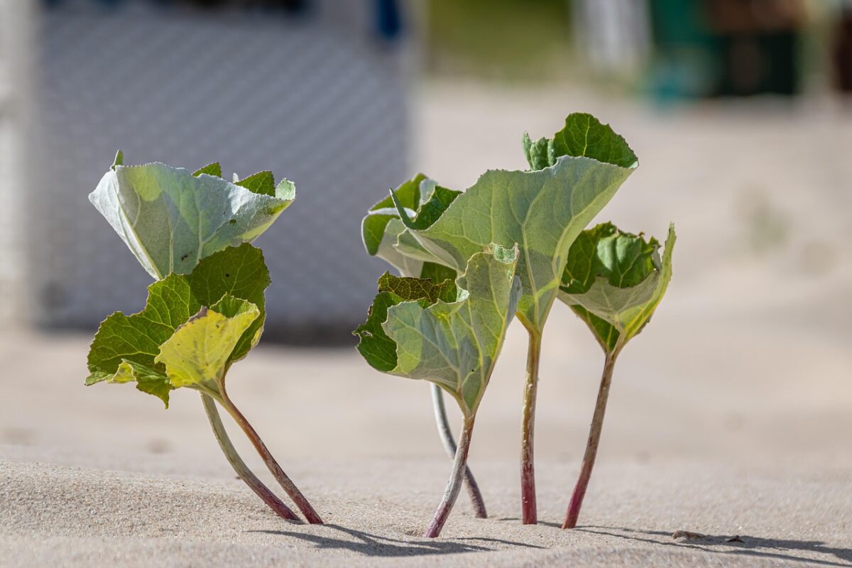 Le « cafard marketing » : pourquoi le tunnel de vente et la constance résistent à la folie MarTech